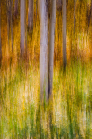 a blurry photo of a forest with trees